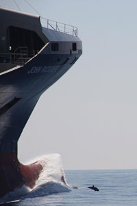un dauphin jouant devant l'etrave d'un enorme cargo
